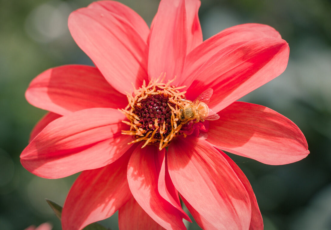 Flower and Bee (1)