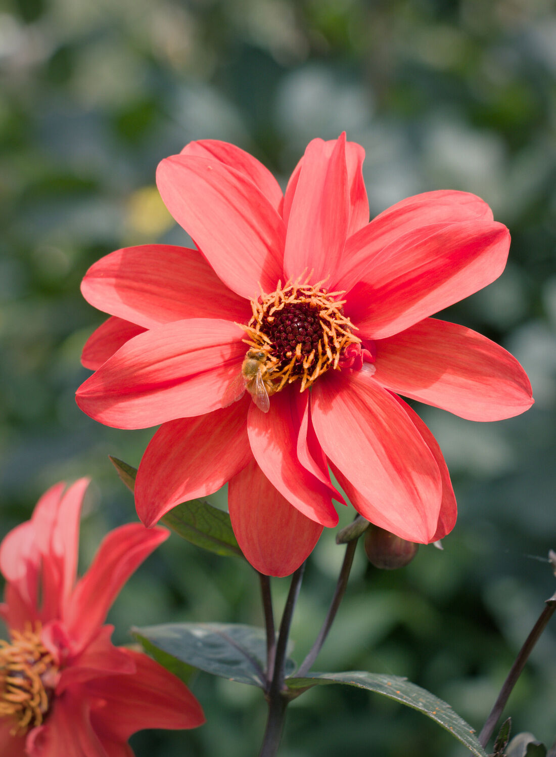 Flower and Bee (2)