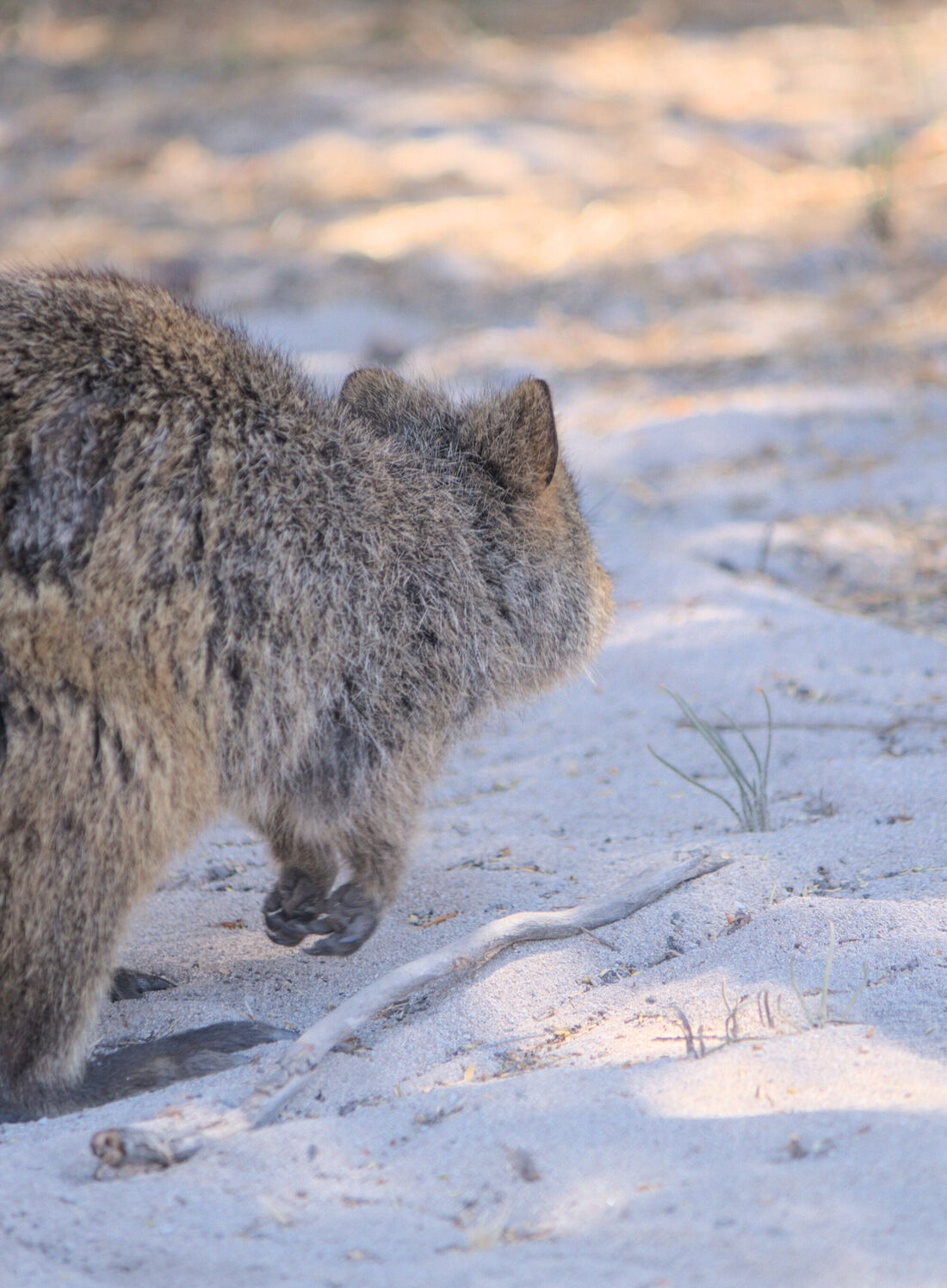 Quokka on the Move