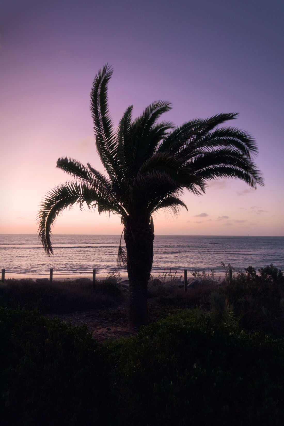 Palm at Sunset