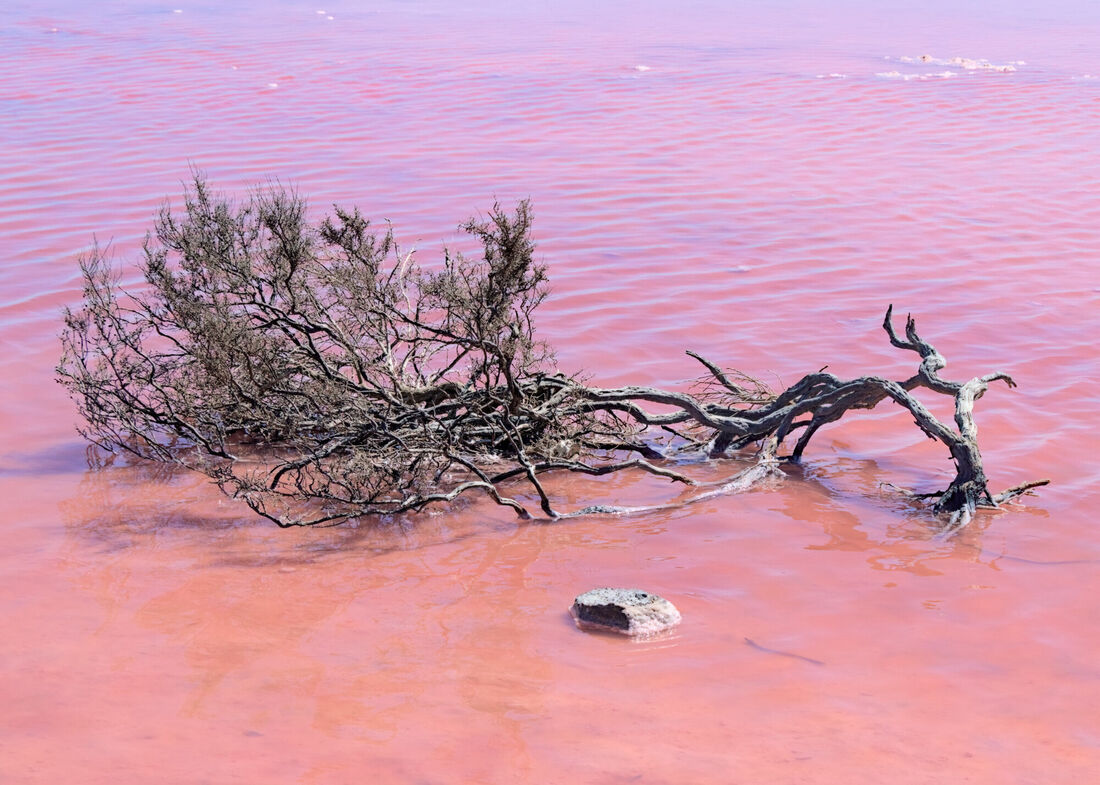 Dead Tree in Pink Lake
