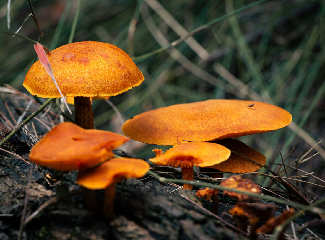 Mushroom City