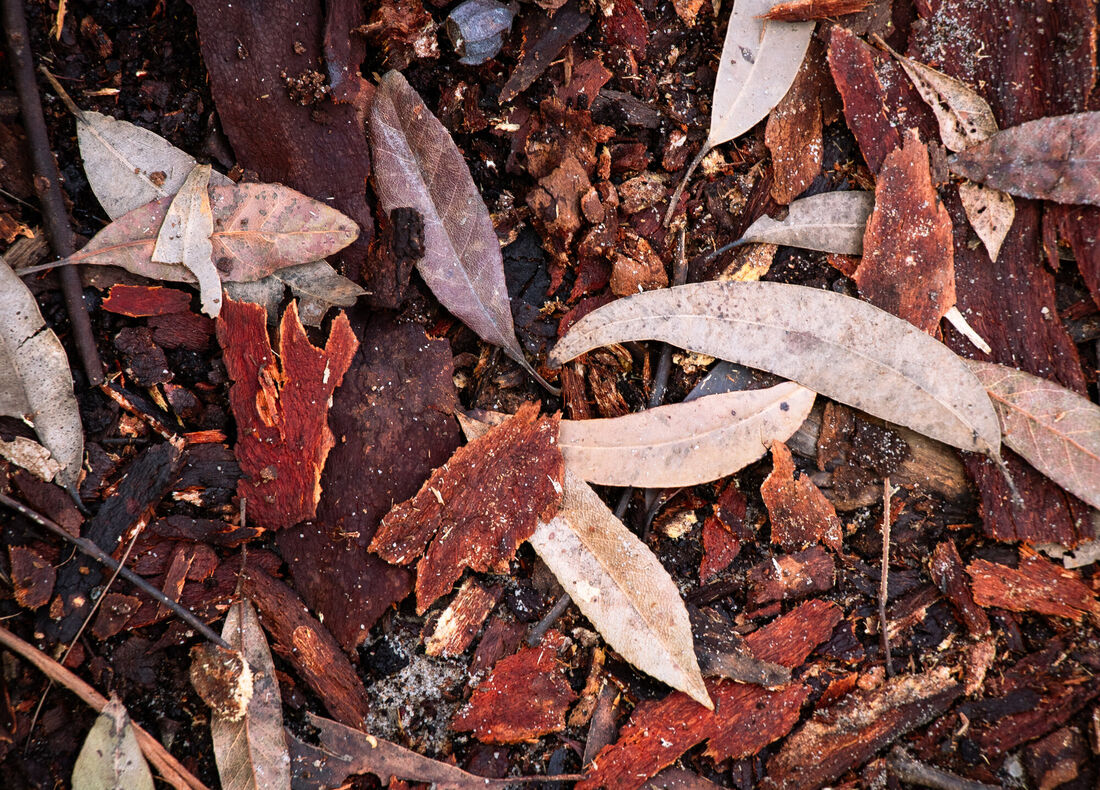Forest Floor