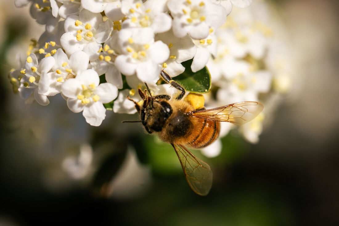 Bee at Rest