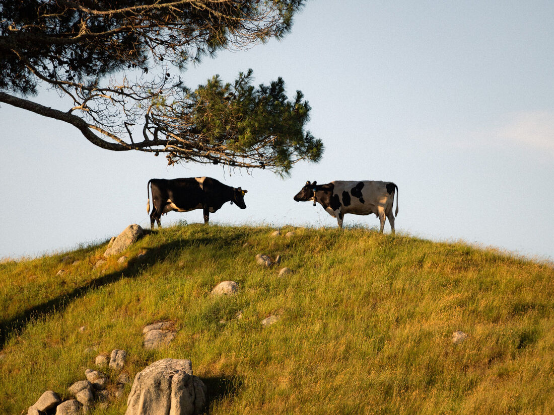 Marriage of Cows