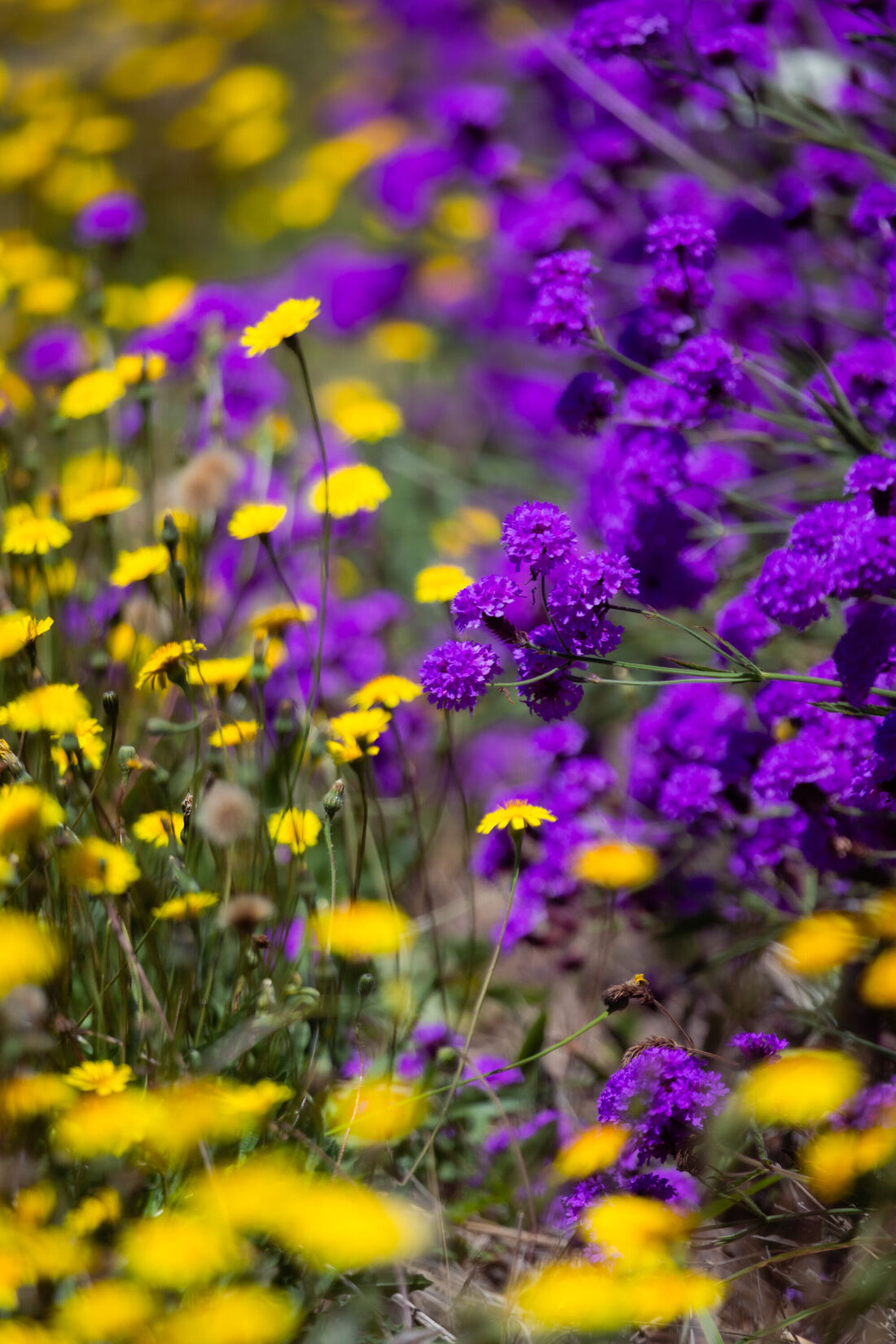 Colours Meet