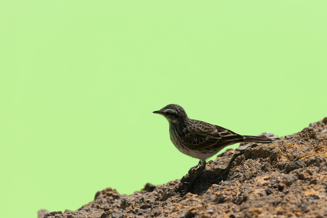 Greenscreen Bird