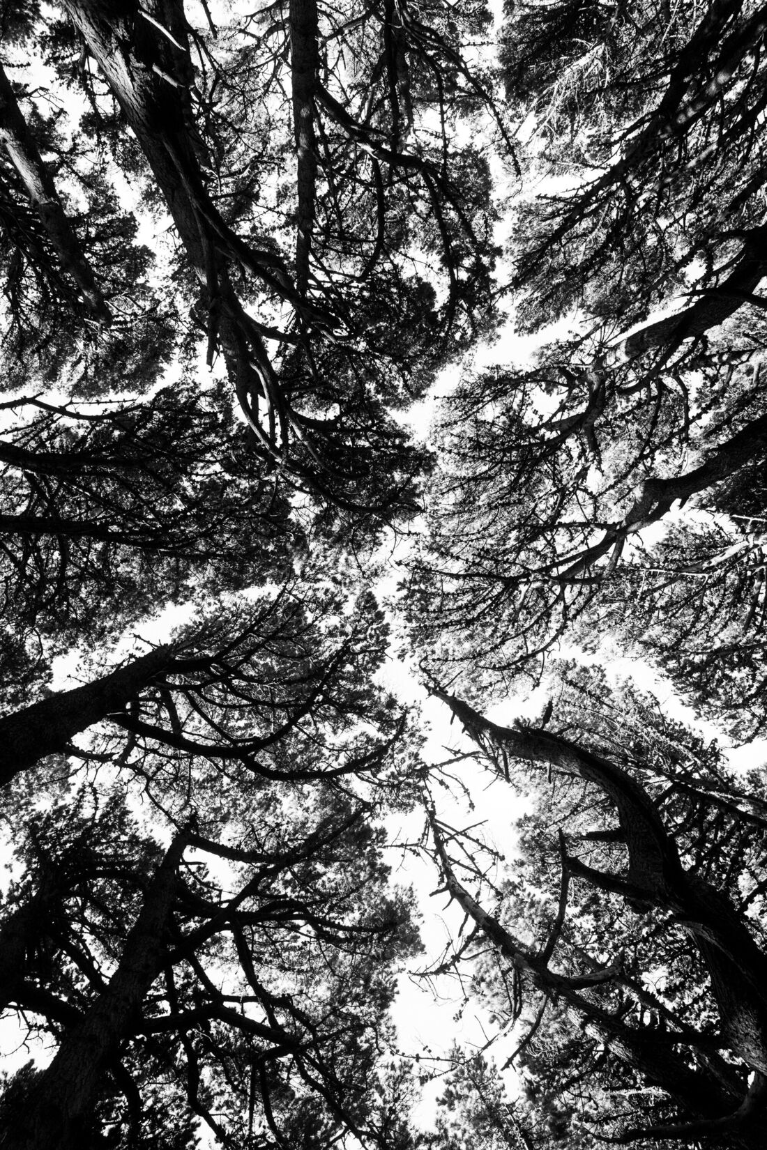 Mount Victoria Treeline
