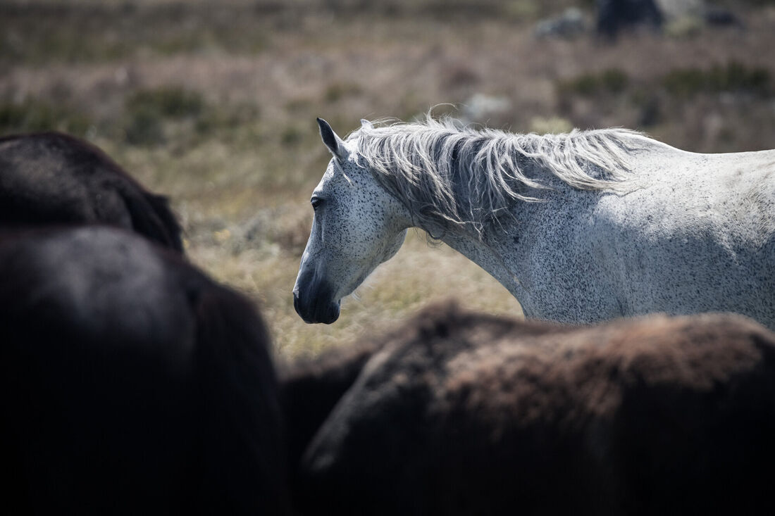 White Brumby Amongst the Crowd