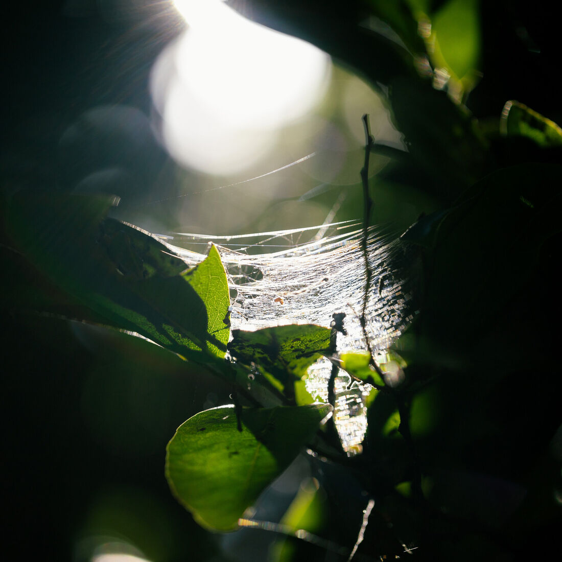 Suncatcher