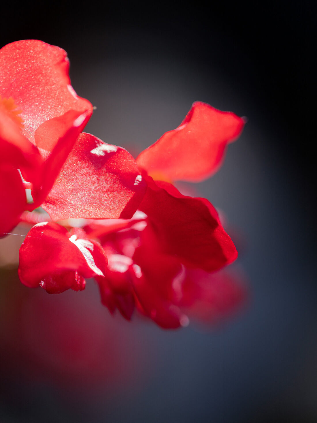 Flower Dance