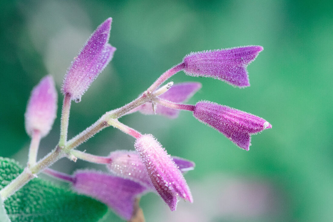 Purple Bells