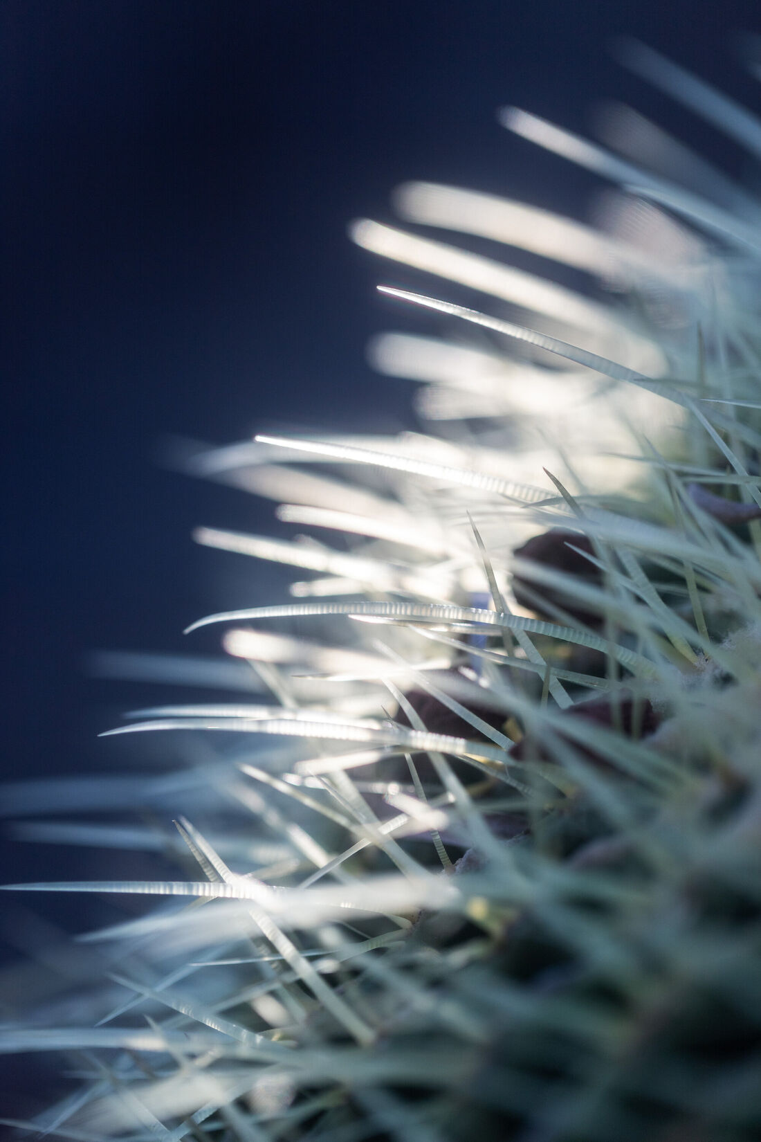 Sunlit Spines