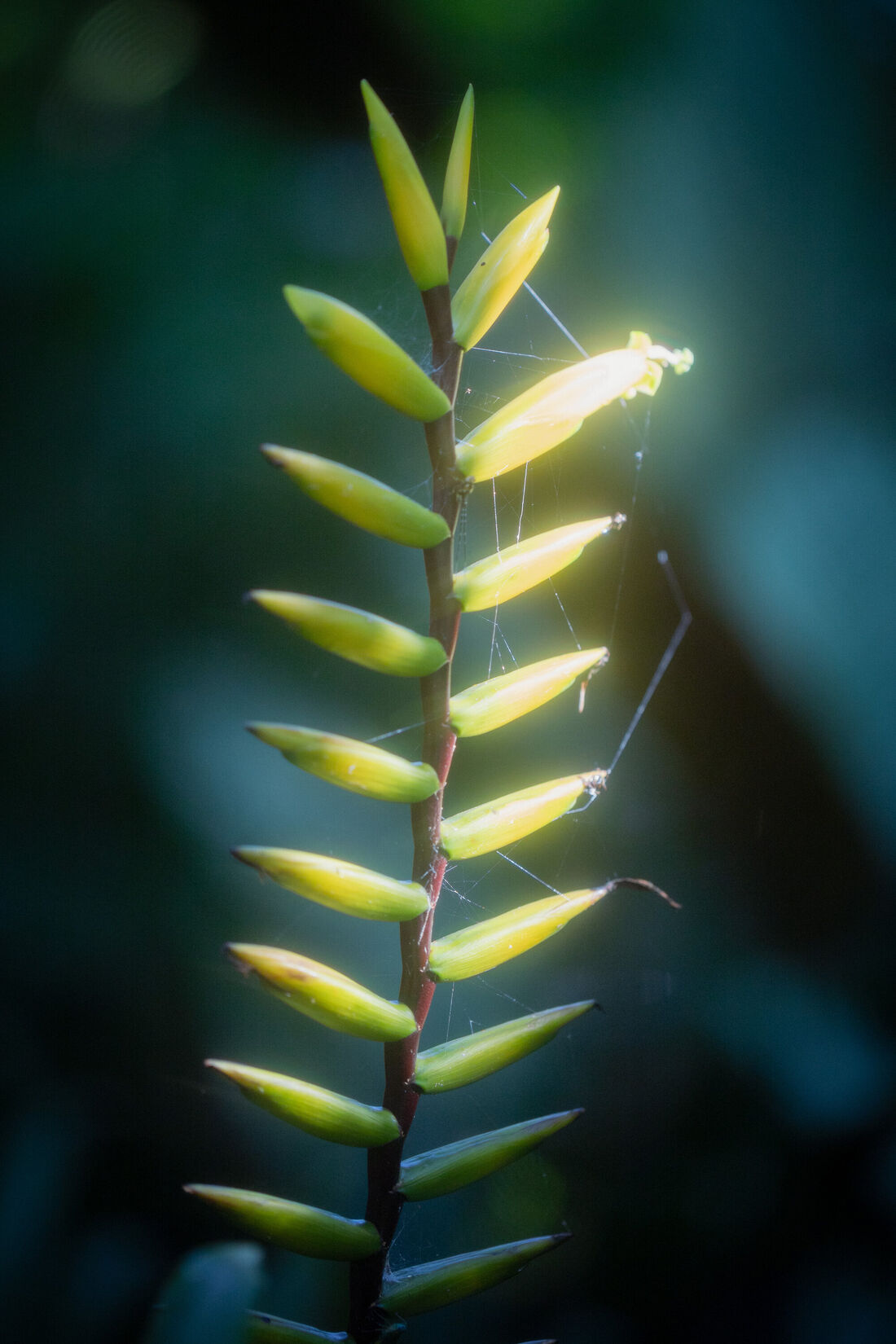 Luminous