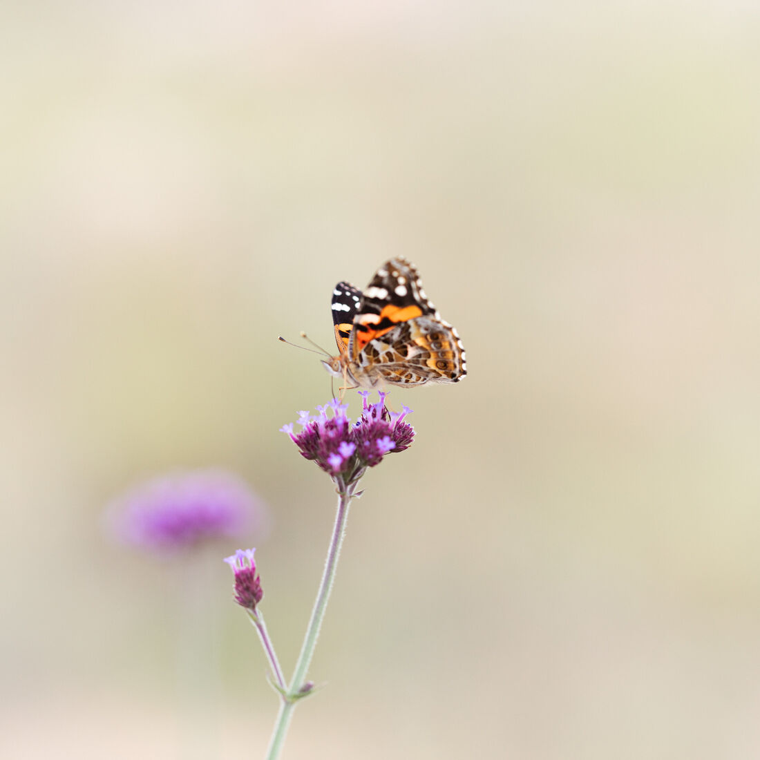 Butterfly's Landing