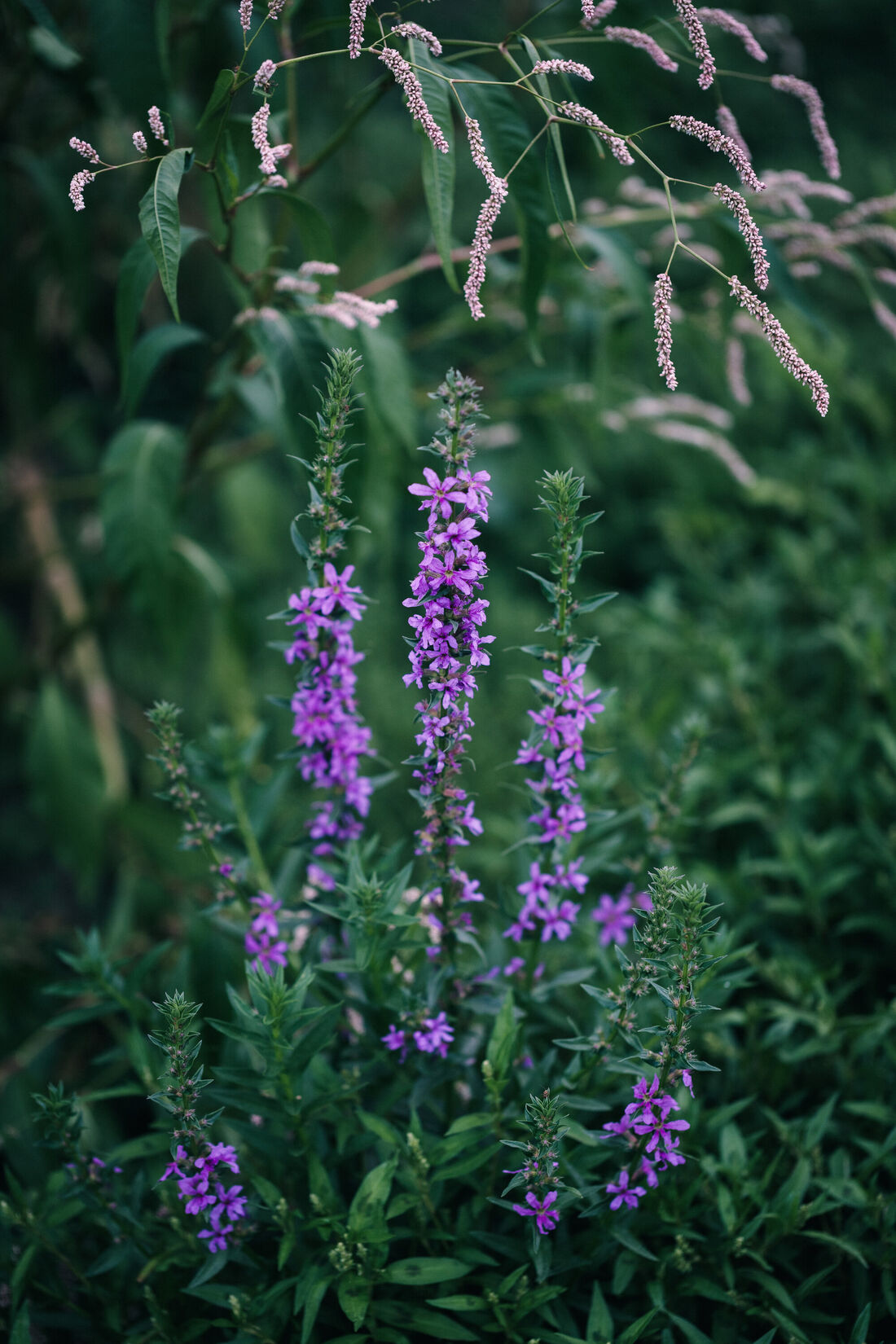 Shadow Bloom